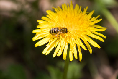 Close-up of bee pollinating on yellow flower