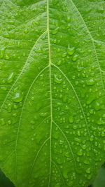 Full frame shot of raindrops on leaf