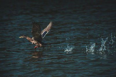 Duck flying over lake