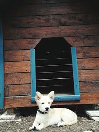 Dog relaxing against kennel