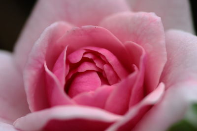 Close-up of pink rose blooming outdoors