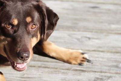 Close-up portrait of a dog