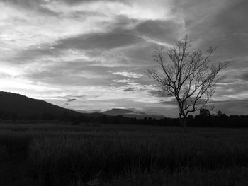 Bare tree on field against sky