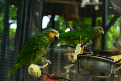 Bird perching on a cage