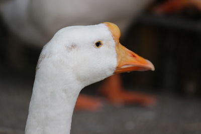 Close-up of a bird