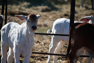 Cows on field