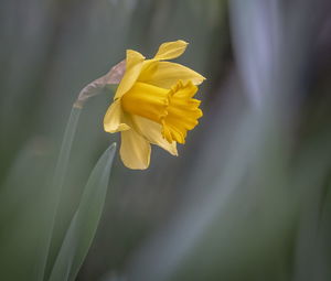 Narcissus, daffodil or jonquil spring flowers with nive bokeh