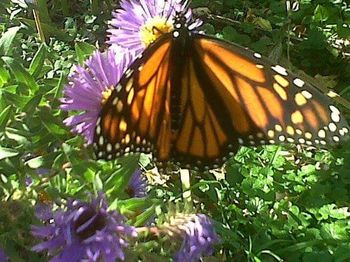 Close-up of butterfly on flower