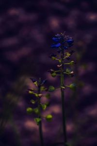 Close-up of purple flowering plant