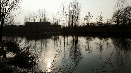 Reflection of bare trees in river