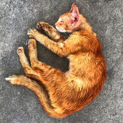 High angle view of cat lying on floor