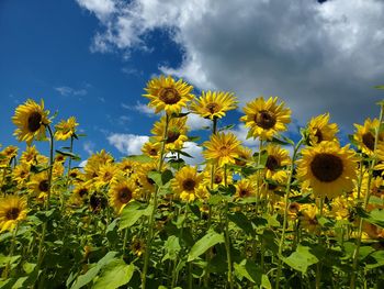 Sunflowers in field against cloudy sky