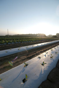 Scenic view of agricultural field against clear sky