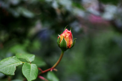 Close-up of red flower