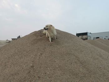 View of a dog on beach