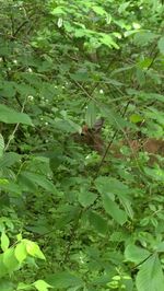 View of a cat on tree