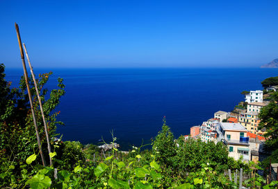 Trees by buildings at manarola by sea against clear blue sky