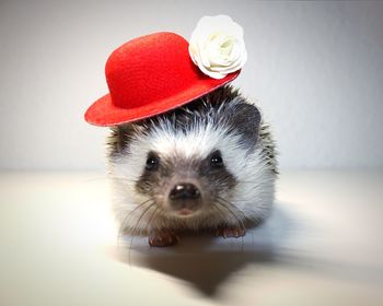 Portrait of dog wearing hat