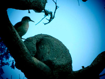 Low angle view of bird perching on wall