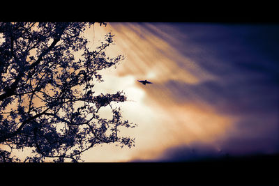 Silhouette of bird flying over sea