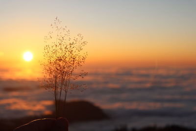 Close-up of hand holding plant during sunset