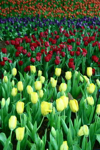 Full frame shot of yellow tulips on field