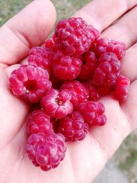 Close-up of hand holding strawberries