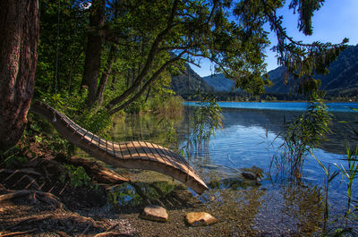 Scenic view of lake by trees in forest