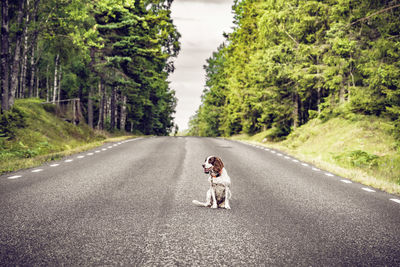 Dog on road