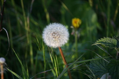 Close-up of dandelion