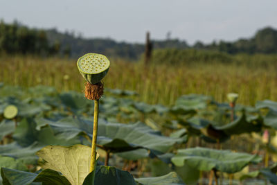 A single carpellary receptacle of the sacred lotus on a pond. selective focus points