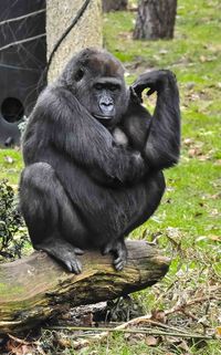 Monkey sitting outdoors