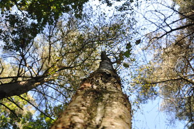 Low angle view of tree against sky