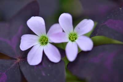 Close-up of purple flowering plant