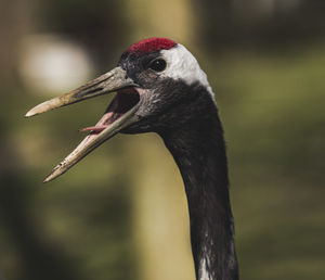 Close-up of a bird