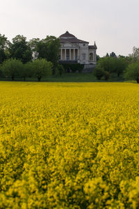 Yellow flowers in field