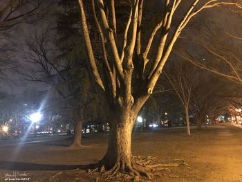 Bare trees in winter at night