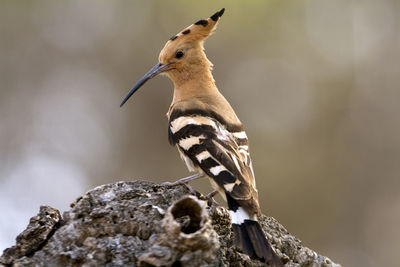 Close-up of bird perching on rock