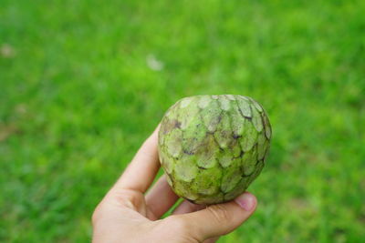 Close-up of hand holding fruit