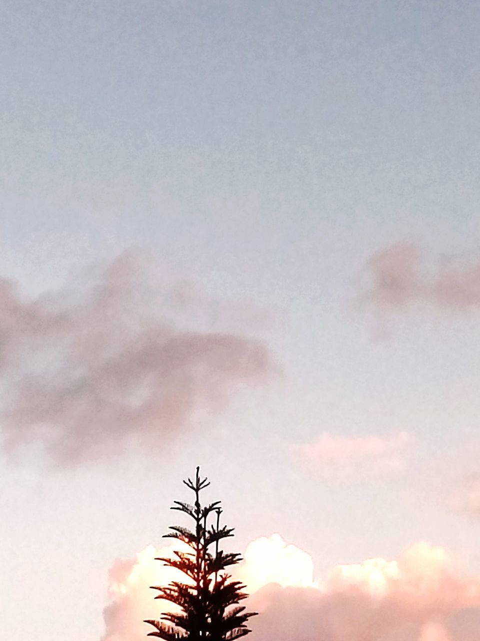 LOW ANGLE VIEW OF SILHOUETTE TREE AGAINST SKY DURING SUNSET