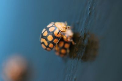 Tilt shot of ladybugs mating on wet floor