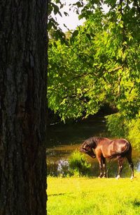 Horses grazing on grassy field