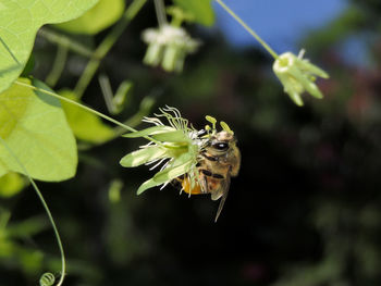 Close-up of bee on yellow flower