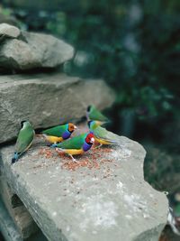 Birds of sochi park