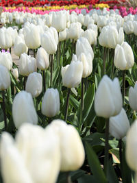 Close-up of white flowering plants