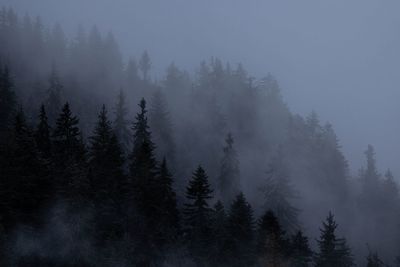 Pine trees in forest against sky during winter