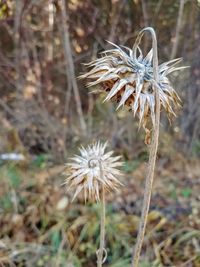 Close-up of wilted plant on field