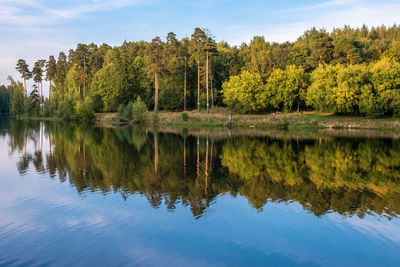 Reflection of tall pines and yellow bushes in the blue water of the river on an autumn day.