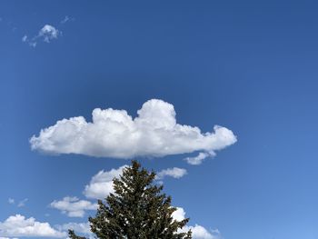 Low angle view of trees against blue sky