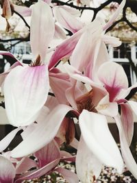 Close-up of white flowers